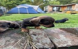 Dachshund dogs for sale: 🐾 Beautiful wired haired Dachshund Puppies - Image 20