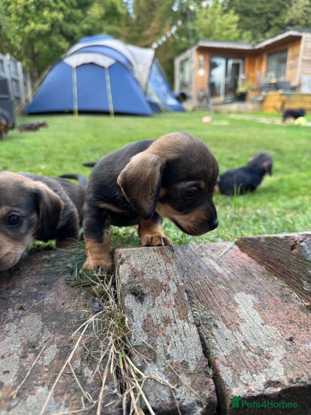 Dachshund dogs for sale: 🐾 Beautiful wired haired Dachshund Puppies - Image 20