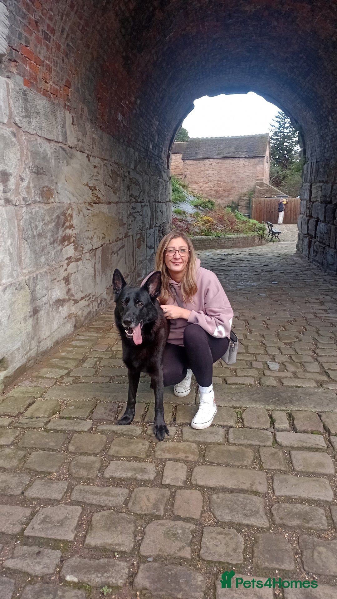 German Shepherd dogs for stud: * NO FEE * Would just like one of his babies  - Advert 3