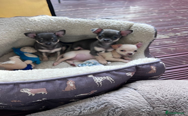 Chihuahua dogs - Advert 2
