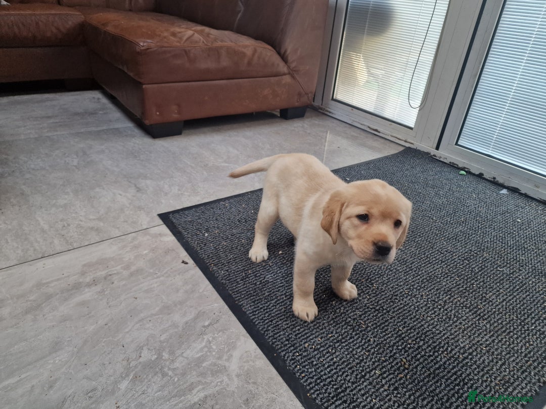 Labrador Retriever dogs for sale: Labrador very cute and playful puppies  - Advert 5