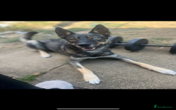 Mixed Breed dogs for sale: Beautiful Border Collie x Husky - Image 3