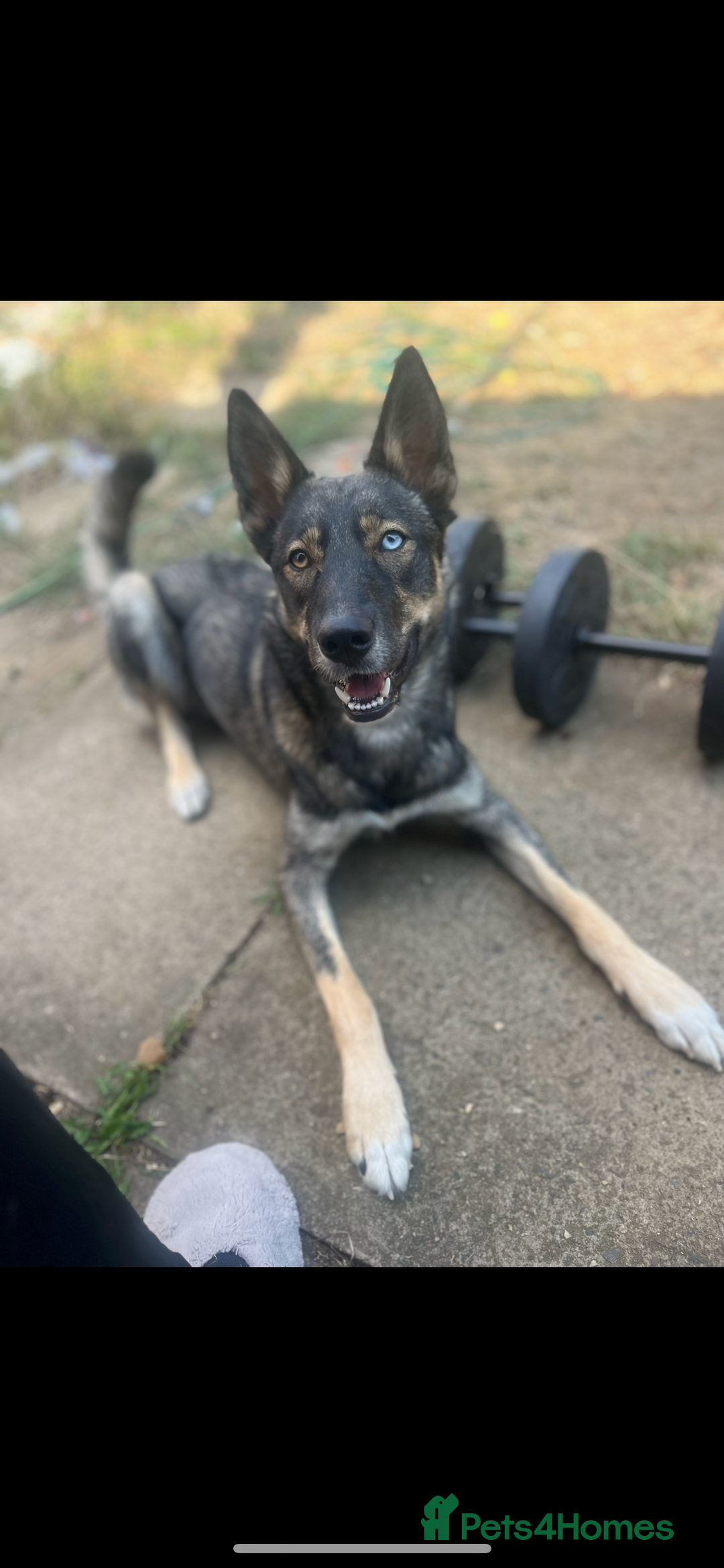Mixed Breed dogs for sale: Beautiful Border Collie x Husky - Image 3