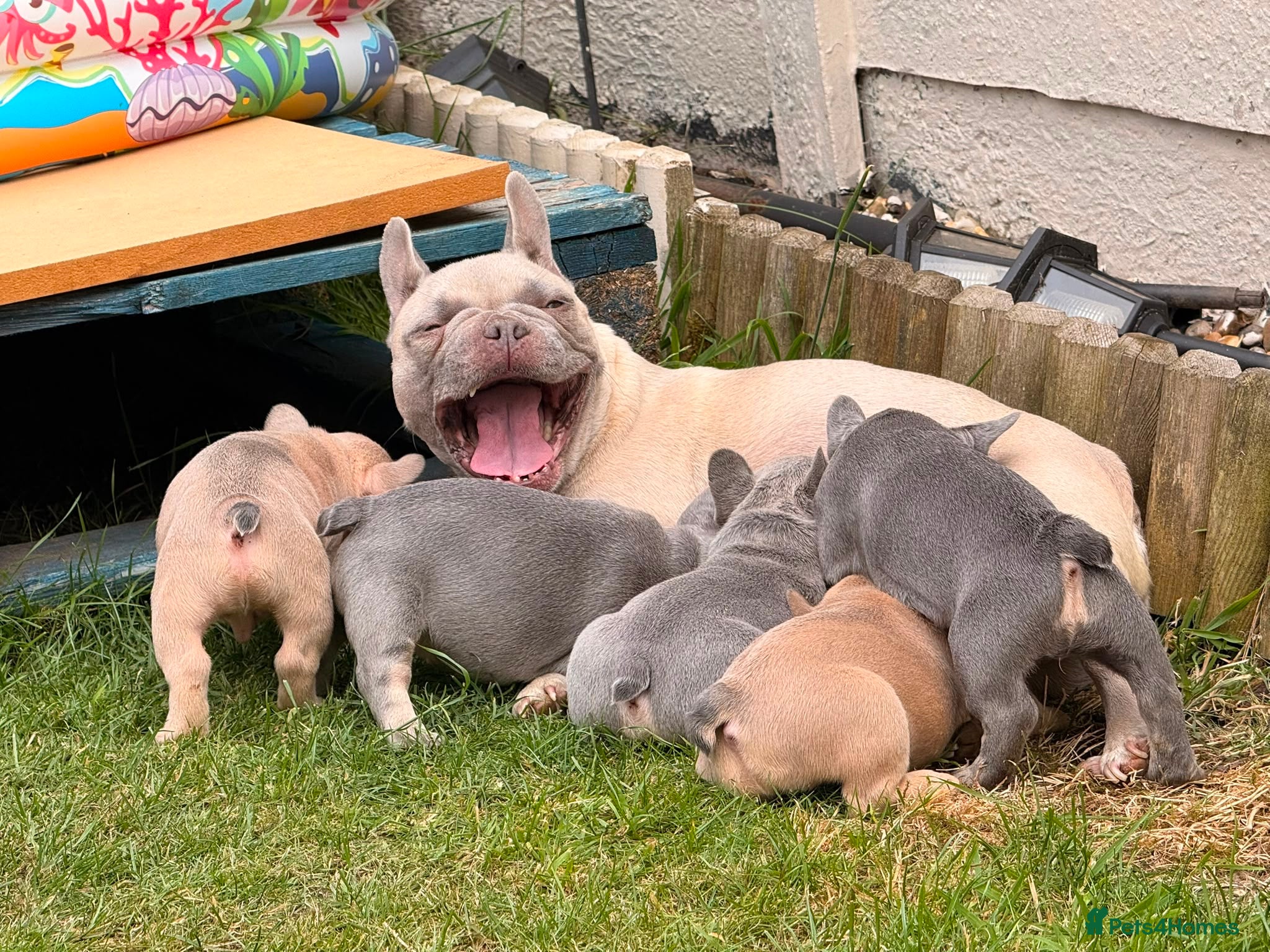 French Bulldog dogs 5⭐️French bulldog puppies - Advert 3
