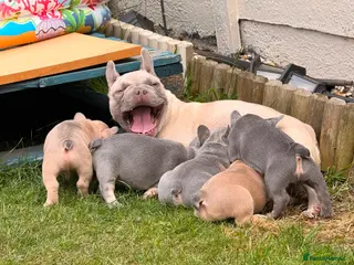 French Bulldog dogs 5⭐️French bulldog puppies - Advert 16
