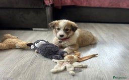 Mixed Breed dogs for sale: 💛🐾 Lovely Lisa 🐾💛 - Image 14