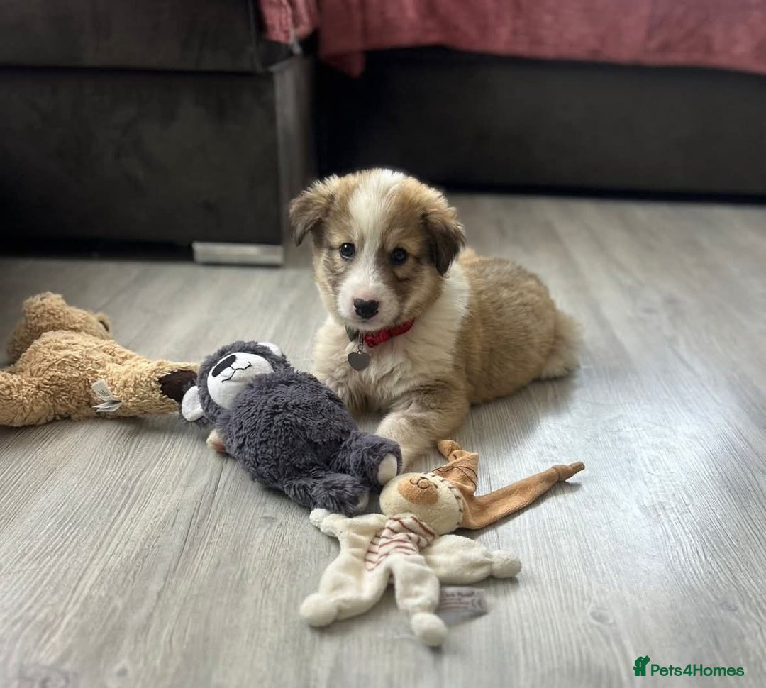 Mixed Breed dogs for sale: 💛🐾 Lovely Lisa 🐾💛 - Image 14