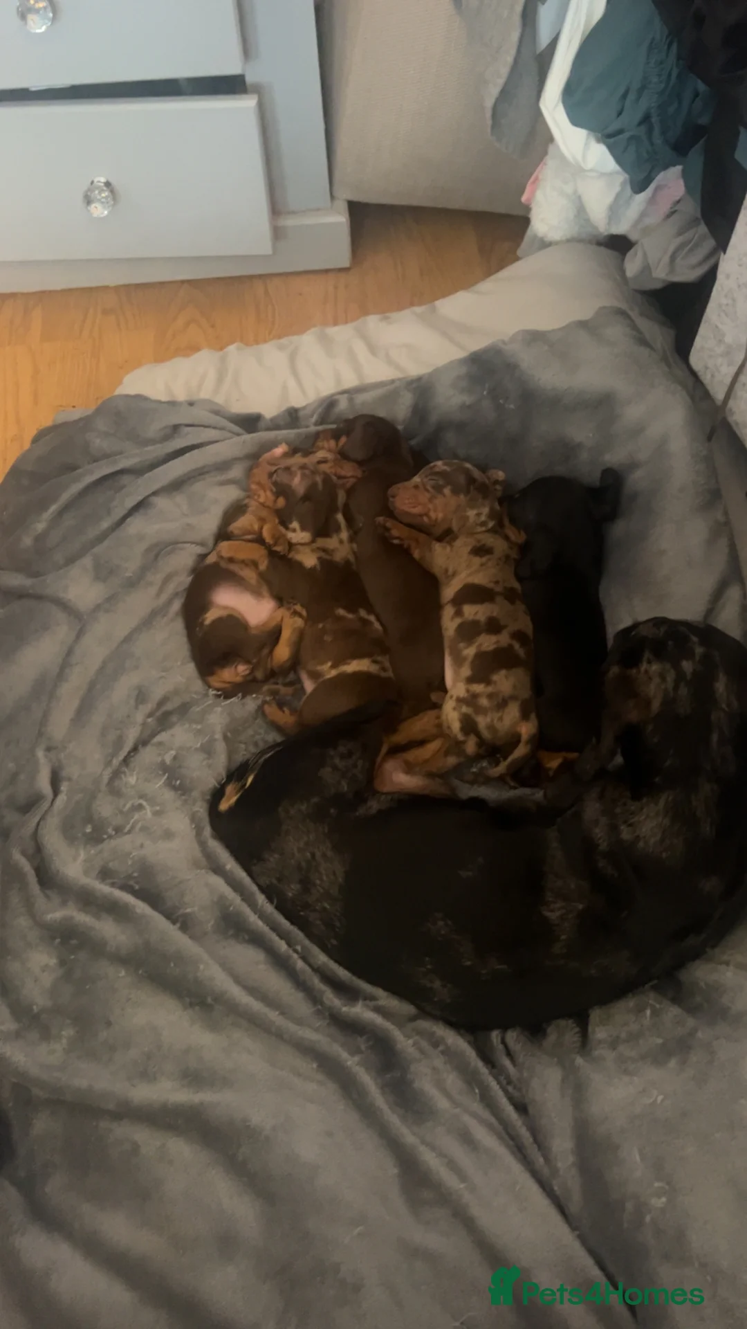Miniature Dachshund dogs for sale: 5 stunning miniature dachshund puppies 🐾🏡 - Advert 10