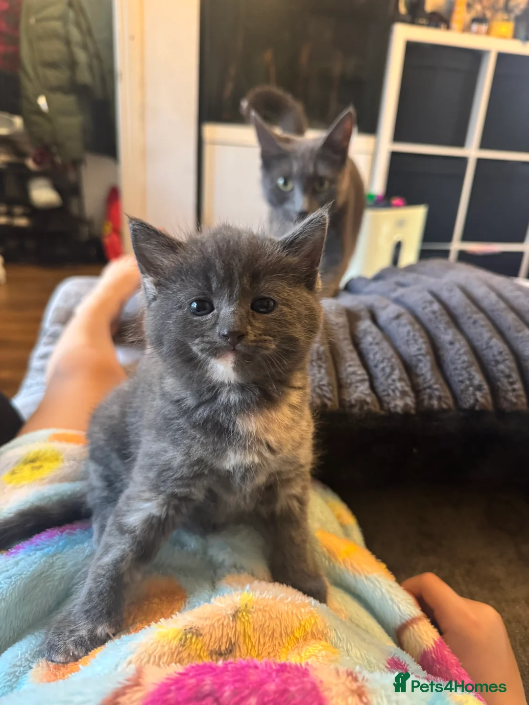 Russian Blue cats for sale: Beautiful Russian blue mix kittens   - Advert 2