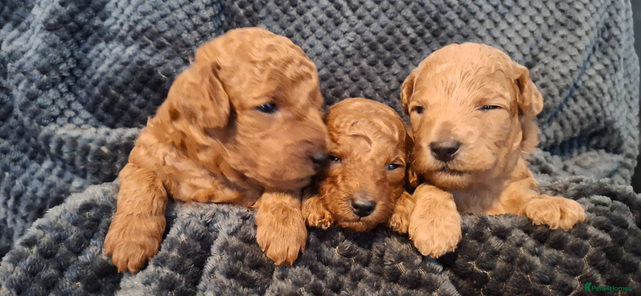 Toy Poodle dogs Toypoodle puppies  - Advert 3