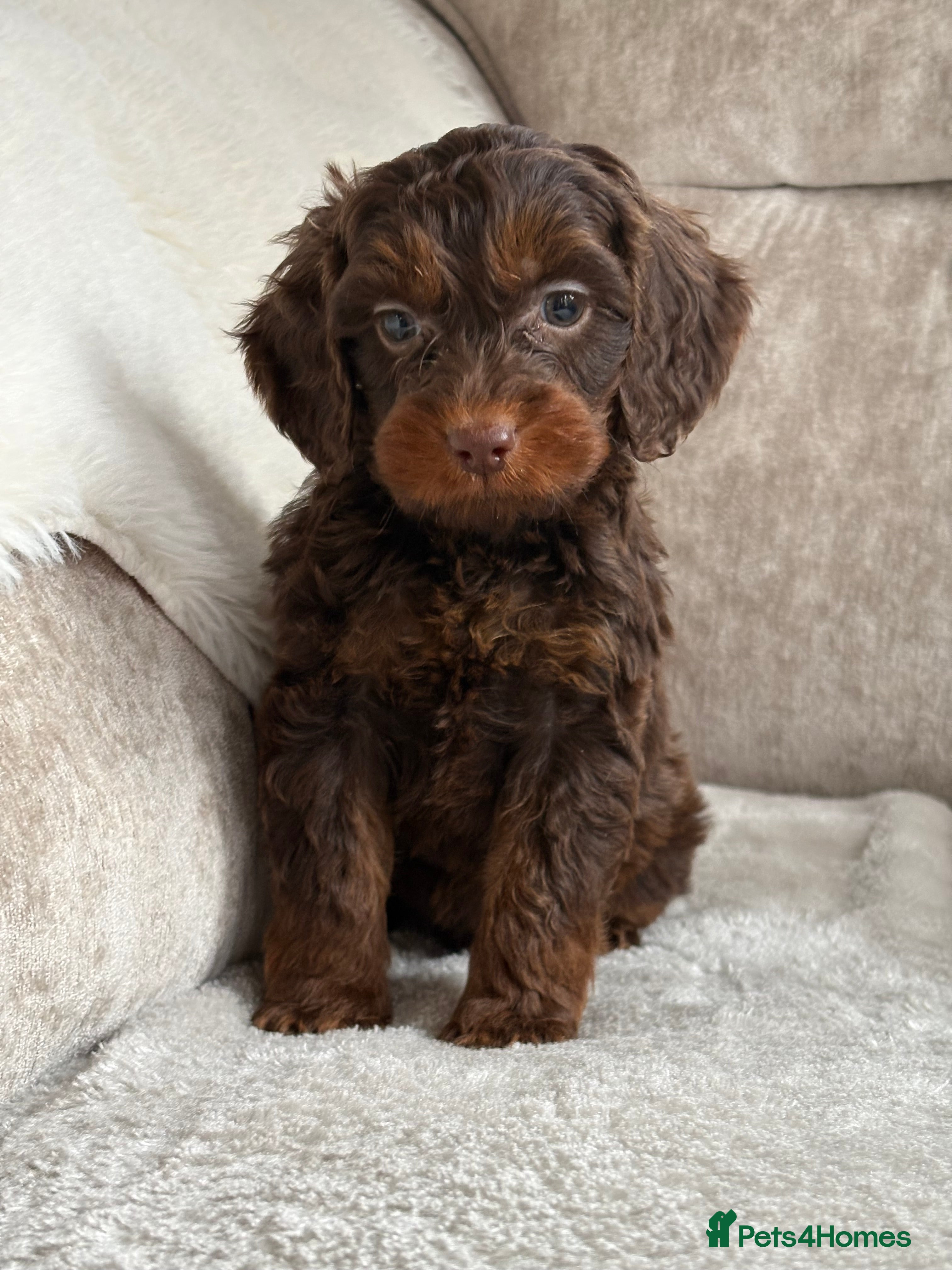 Cockapoo dogs Stunning f1 cockapoo puppies 🐶  - Advert 2
