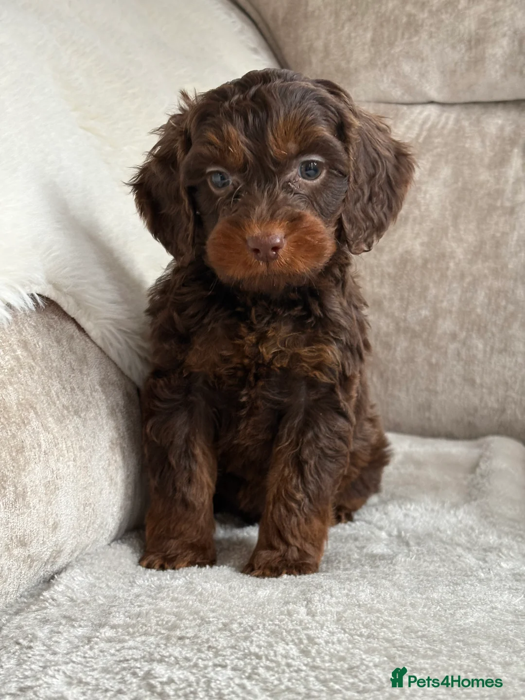 Cockapoo dogs for sale: Stunning f1 cockapoo puppies 🐶  - Advert 2