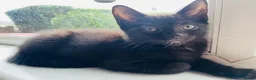 Mixed Breed cats for sale: Beautiful kittens ready for a new home - Advert 3