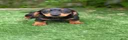 Miniature Dachshund dogs for sale: ⭐️Tiny Health tested mini dachshunds ⭐️ 🦴🐶🐾🐾 - Advert 9