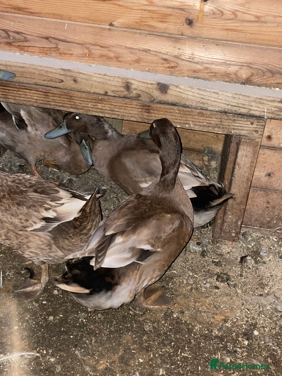 Ducks poultry for sale: Khaki Campbell drakes - Image 4