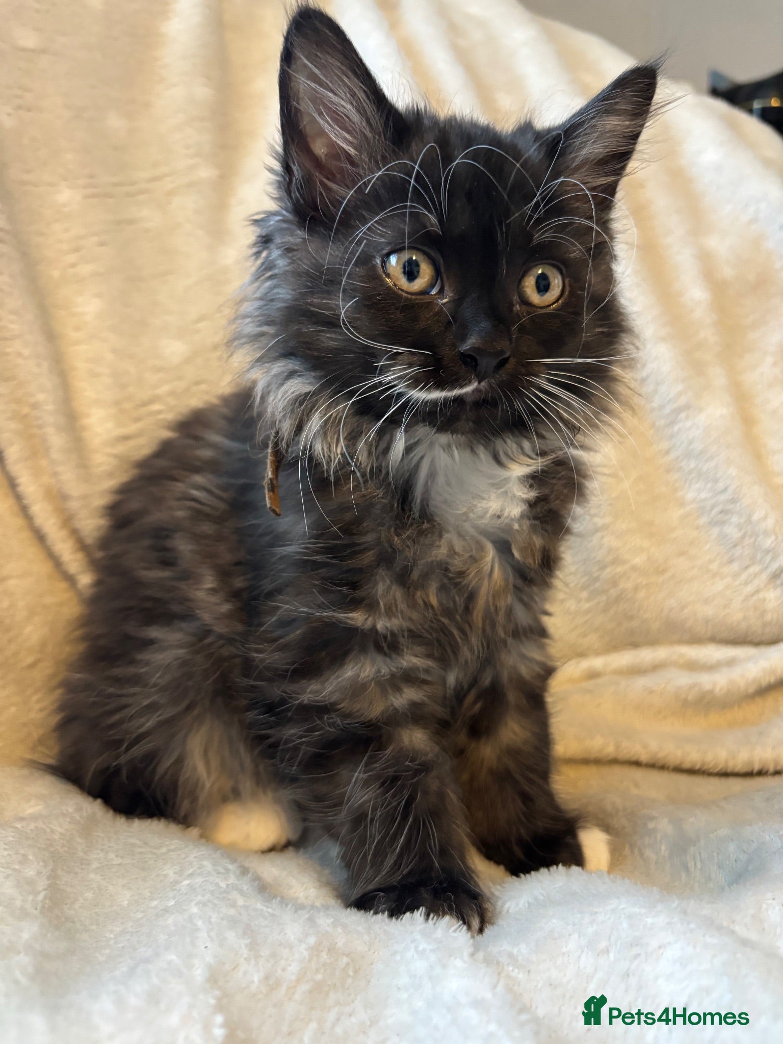 Ragcoon cats Ragcoons £500 ready for new homes  - Advert 1