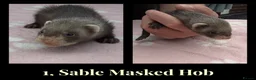 Ferret rodents for sale: 🦦 Adorable Ferret Kits (Pandas, Roans & Sables)🐾 - Advert 10
