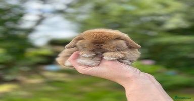 Mini Lop rabbits - Advert 1