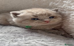 British Shorthair cats for sale: Champions bloodline British Shorthair Kittens! 🐾  - Image 29