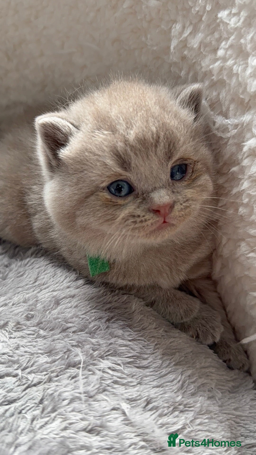 British Shorthair cats for sale: Champions bloodline British Shorthair Kittens! 🐾  - Image 29