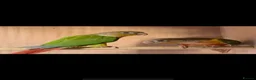 Conures birds for sale: Proven breeding pair pineapple conures  - Advert 2