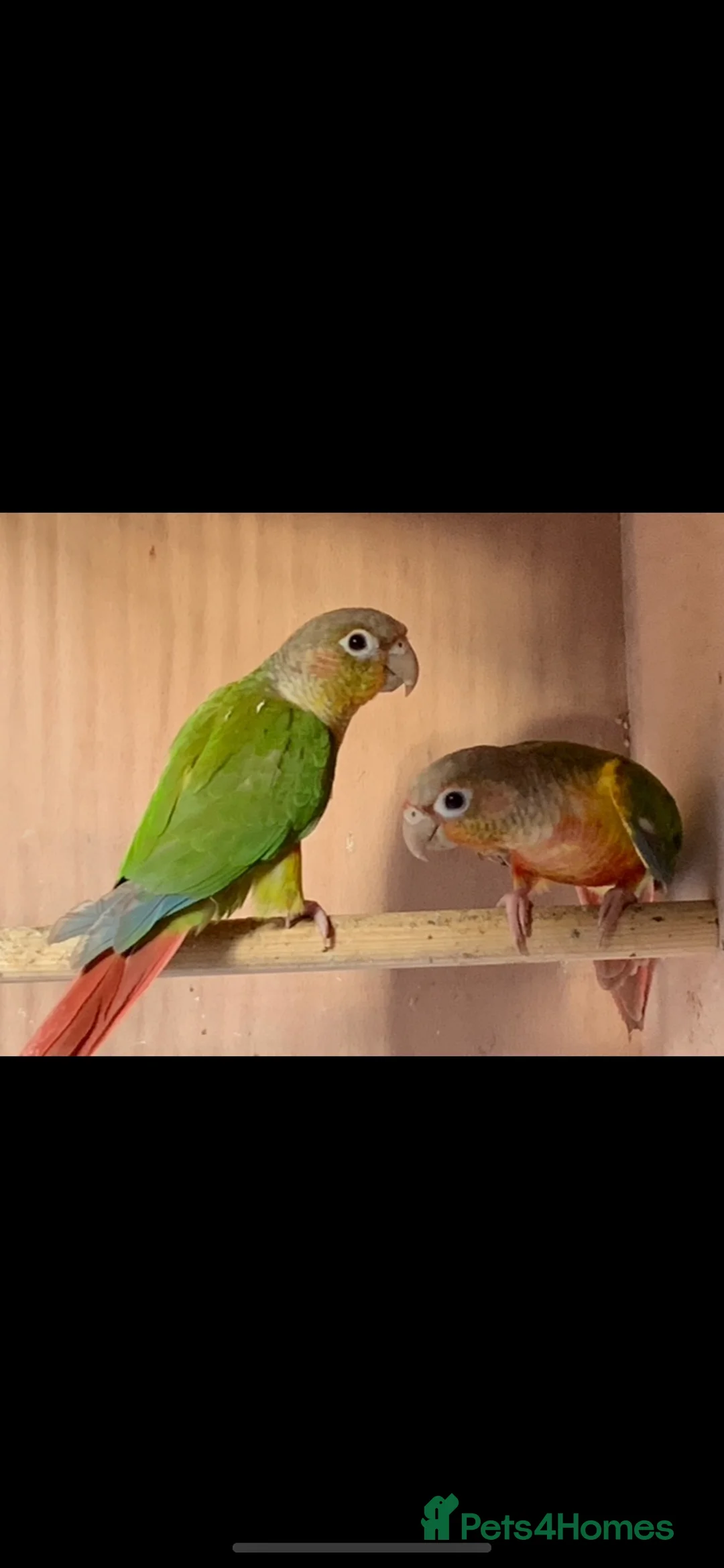 Conures birds for sale: Proven breeding pair pineapple conures  - Advert 2