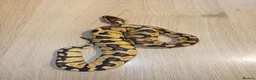 Python Snake reptiles for sale: Ball pythons - Advert 7