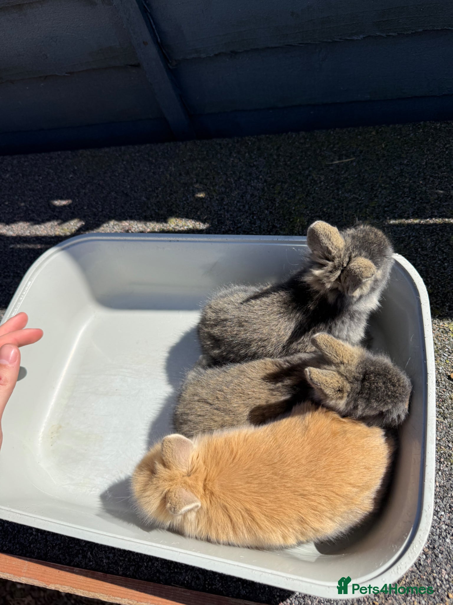 Lionhead rabbits Lionhead rabbits for sale - Advert 1