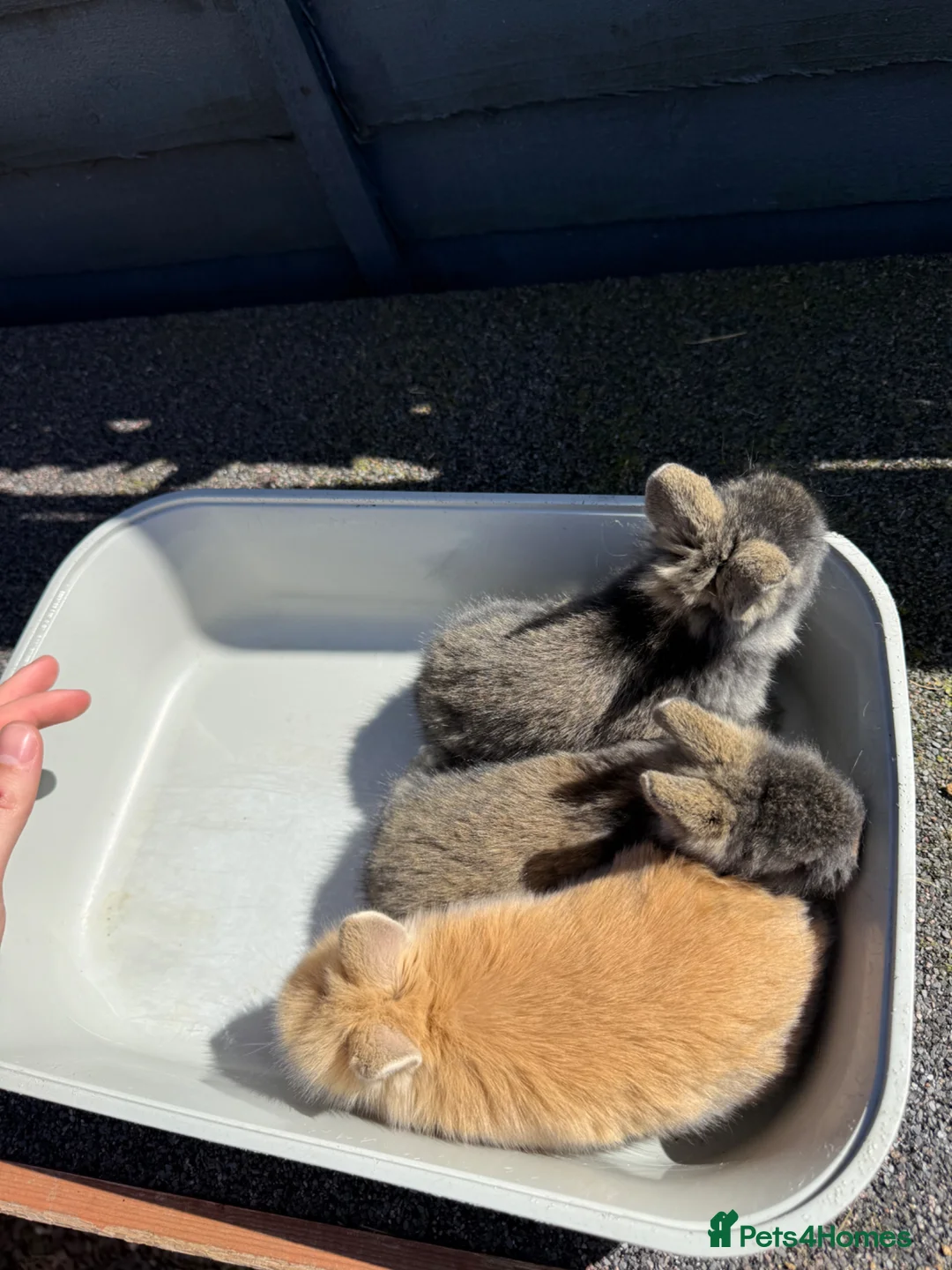 Lionhead rabbits for sale: Lionhead rabbits for sale in Liverpool - Advert 1