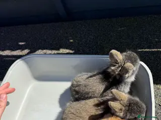 Lionhead rabbits Lionhead rabbits for sale - Advert 5