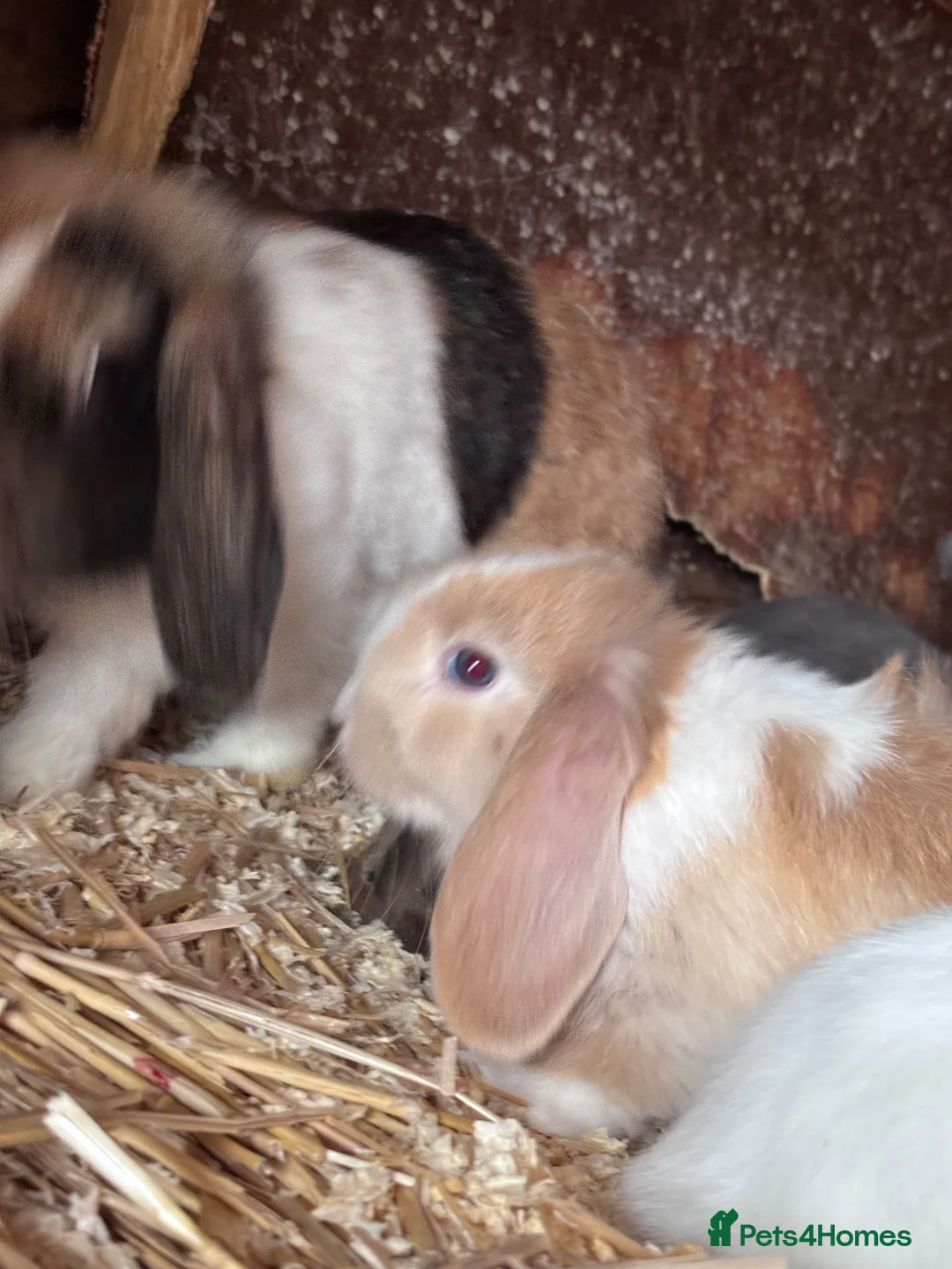 Mini Lop rabbits for sale: 5 beautiful bunnies for sale  - Advert 2