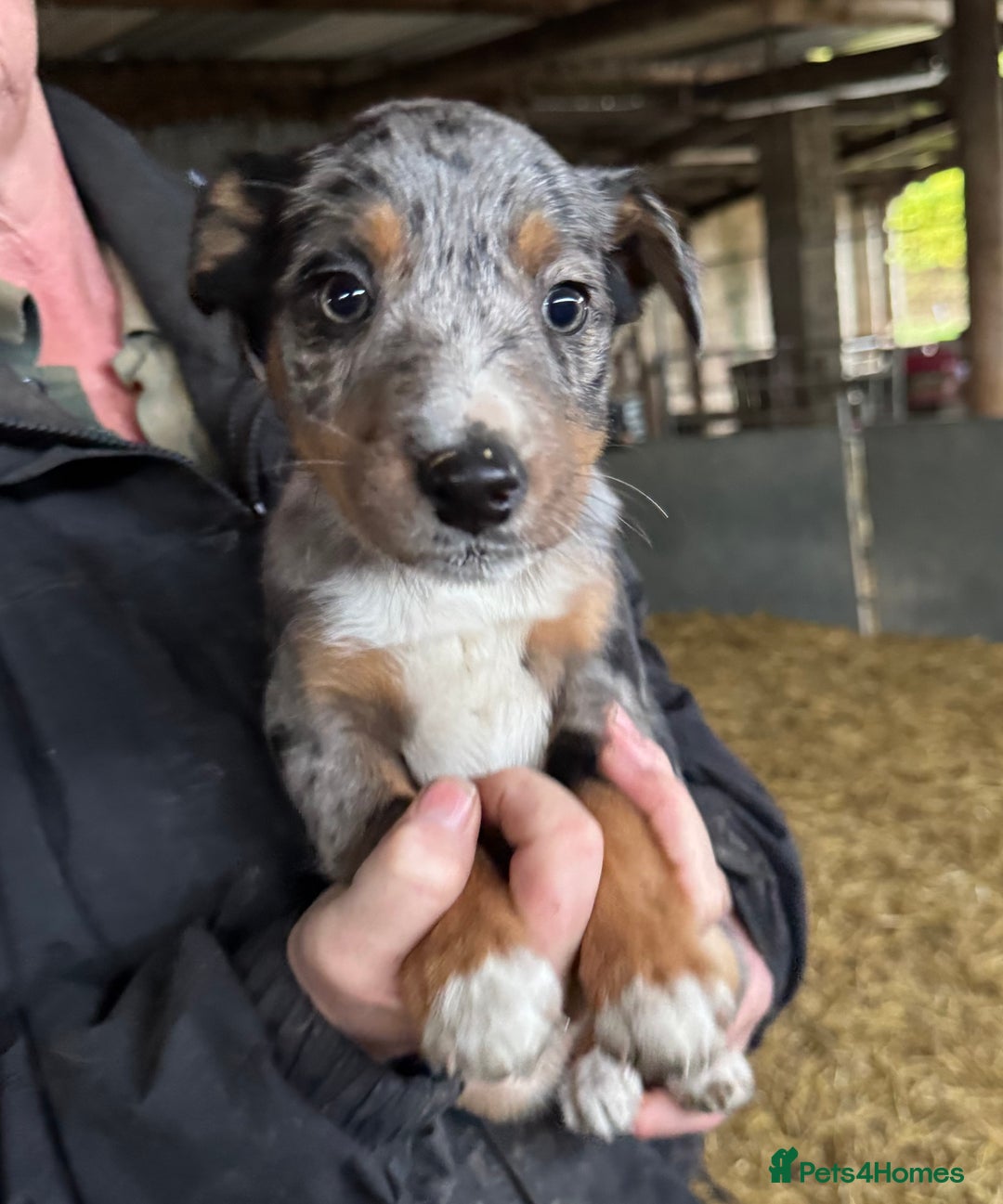 Mixed Breed dogs for sale: Blue merle x huntaway puppies - Advert 5