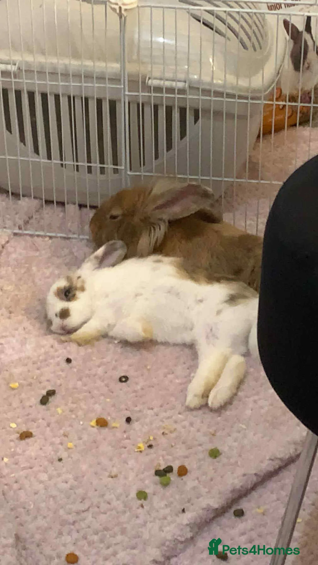 Mixed Breed rabbits for sale: 2 beautiful friendly bunnies - Advert 1