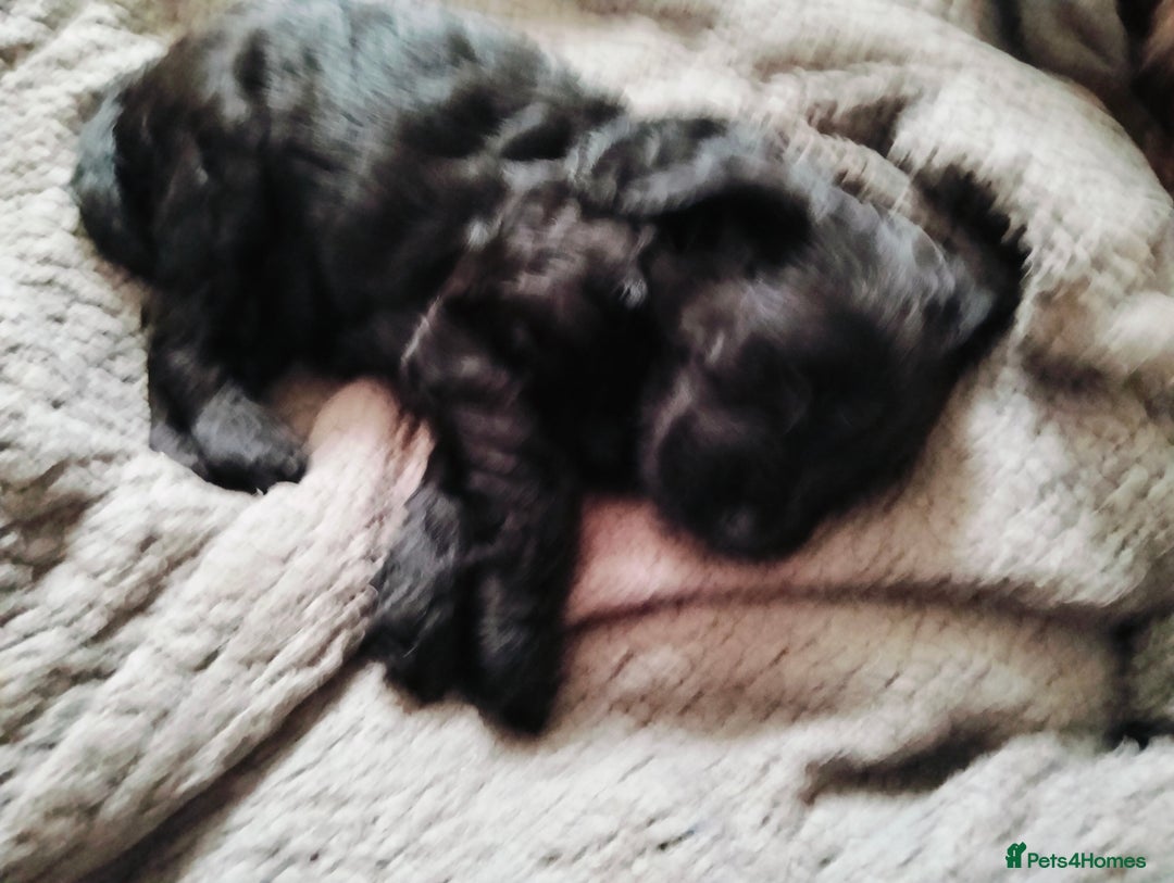 Cockapoo dogs for sale: Beautiful litter of cockerpoos - Image 8