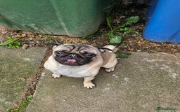 Pug dogs for sale: Pug For Sale - Image 4
