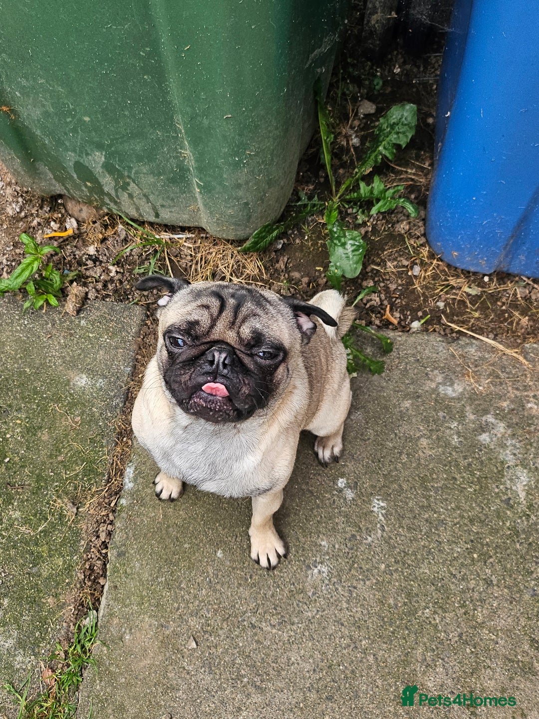Pug dogs for sale: Pug For Sale - Image 4