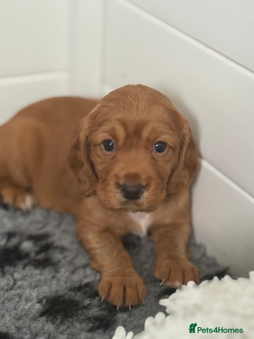 Cocker Spaniel dogs for sale: Stunning KC Working Cocker Spaniel Puppies - Image 10
