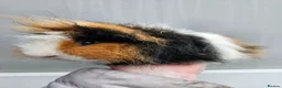 Guinea Pig rodents for sale: Tri swiss boar available for sale - Advert 5