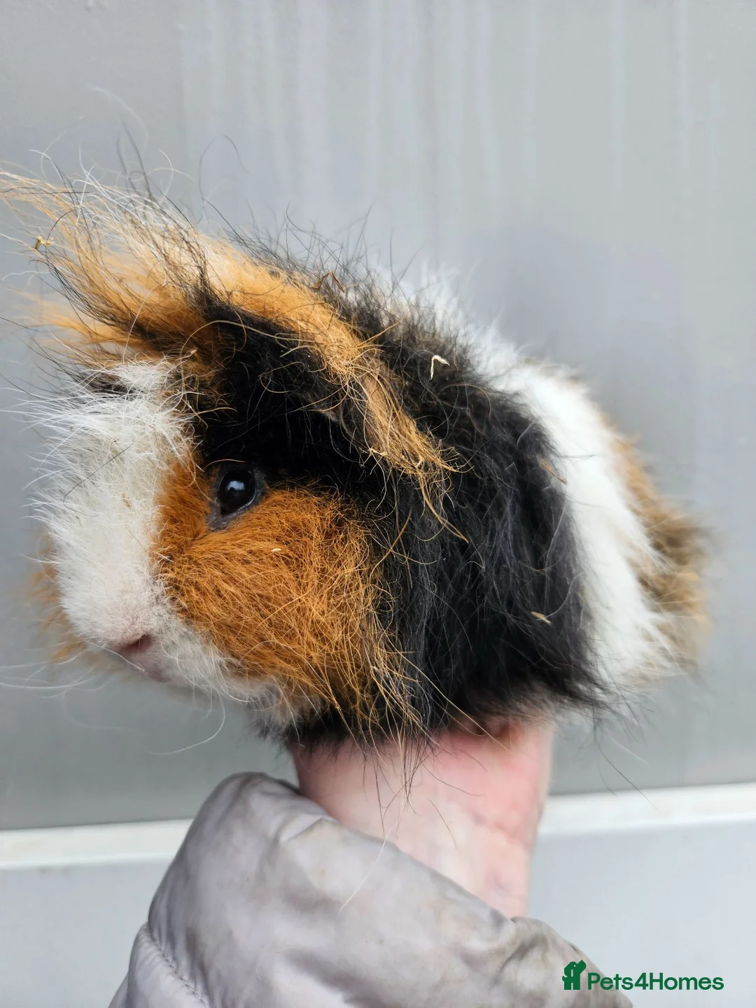 Guinea Pig rodents for sale: Tri swiss boar available for sale - Advert 5