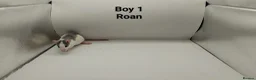 Rat rodents for sale: April Rats! (7 Boys & 5 Girls Left) - Advert 2