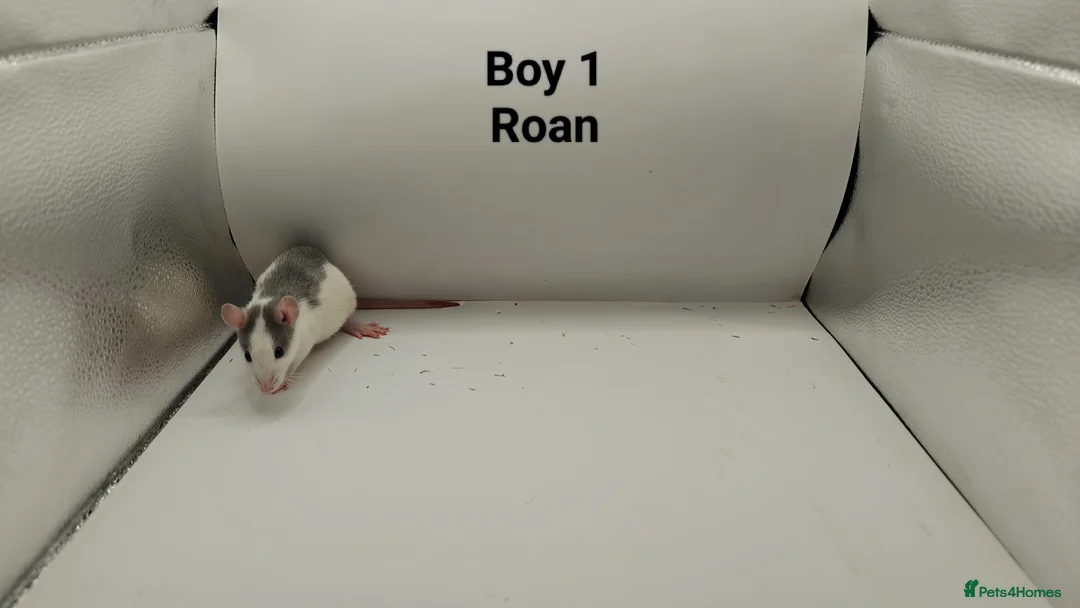 Rat rodents for sale: April Rats! (7 Boys & 5 Girls Left) - Advert 2