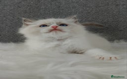 Ragdoll cats for sale: Best Ragdoll Kittens Regional Winner - Image 12