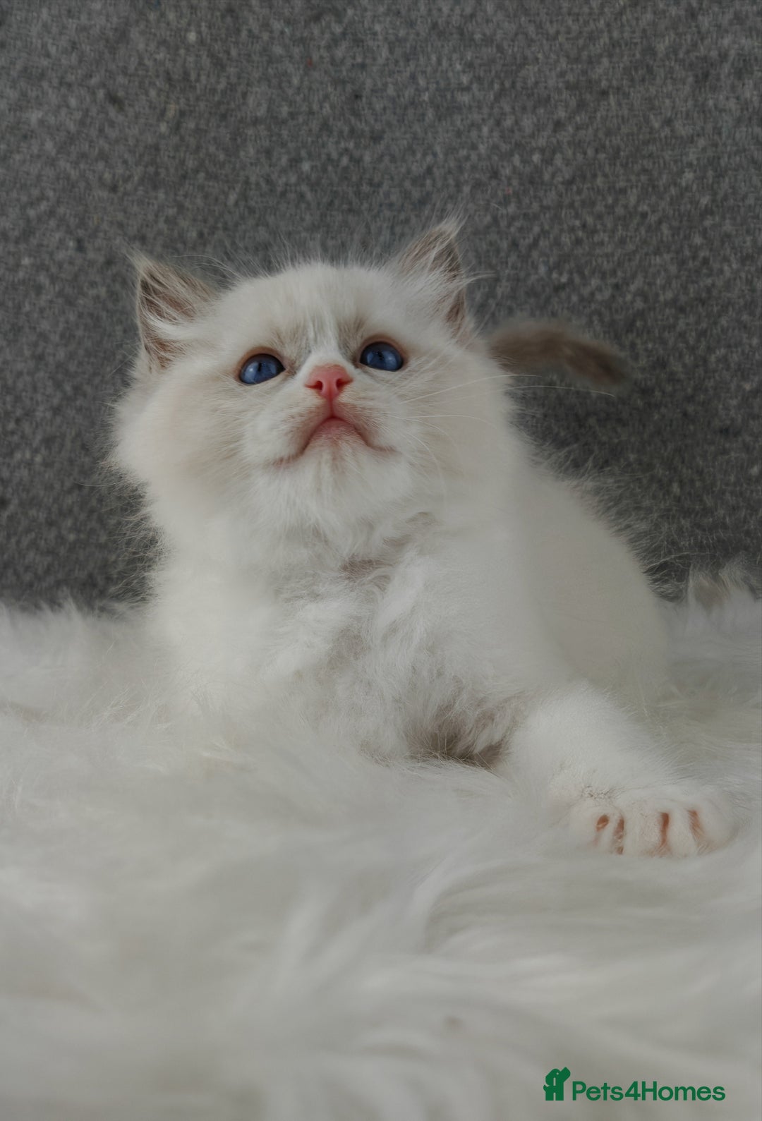 Ragdoll cats for sale: Best Ragdoll Kittens Regional Winner - Image 12