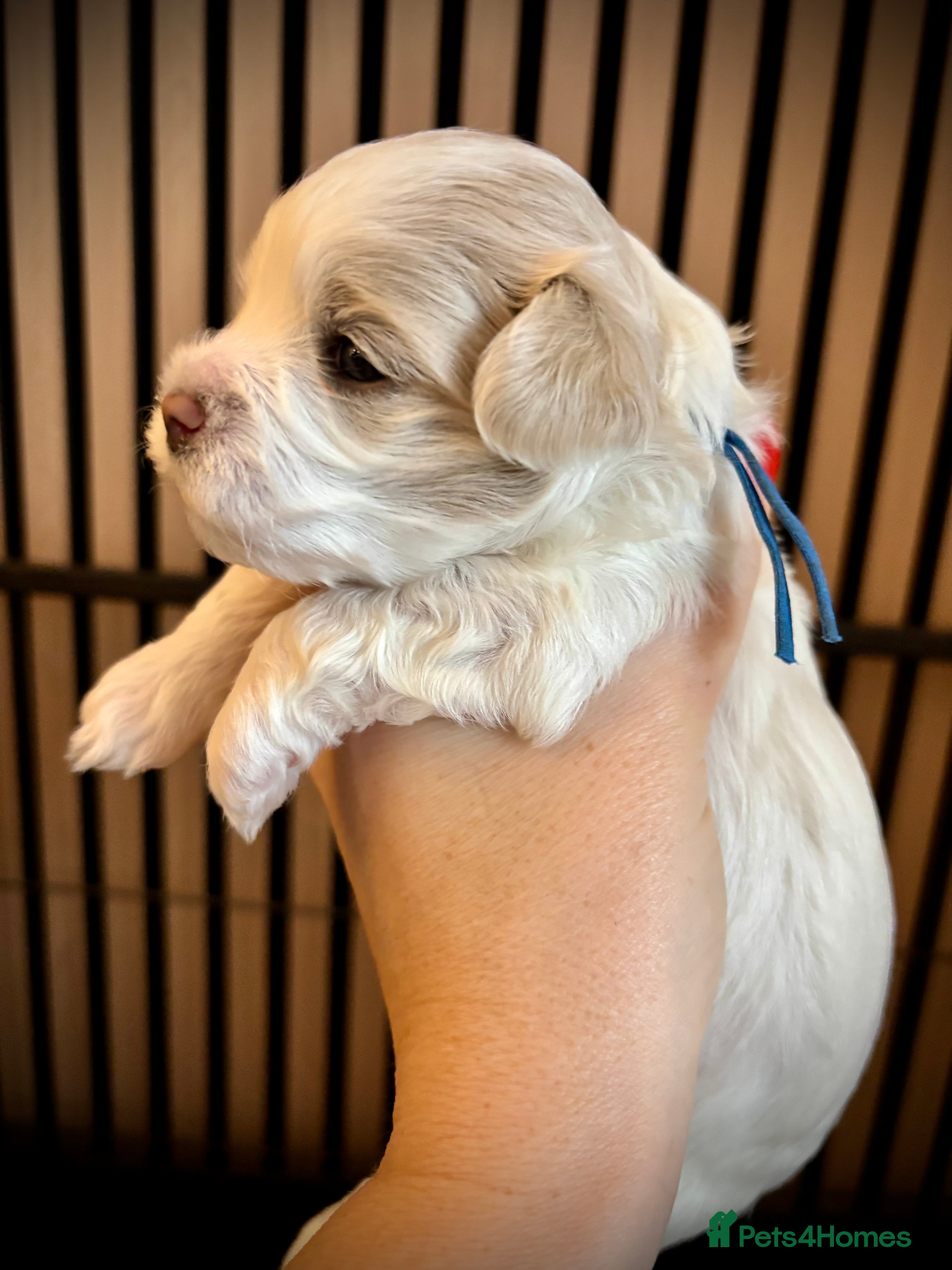 Maltipoo dogs 💙 F1b white boy  💙 - Advert 6