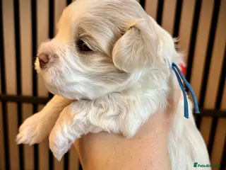 Maltipoo dogs 💙 F1b white boy 💙 - Advert 6