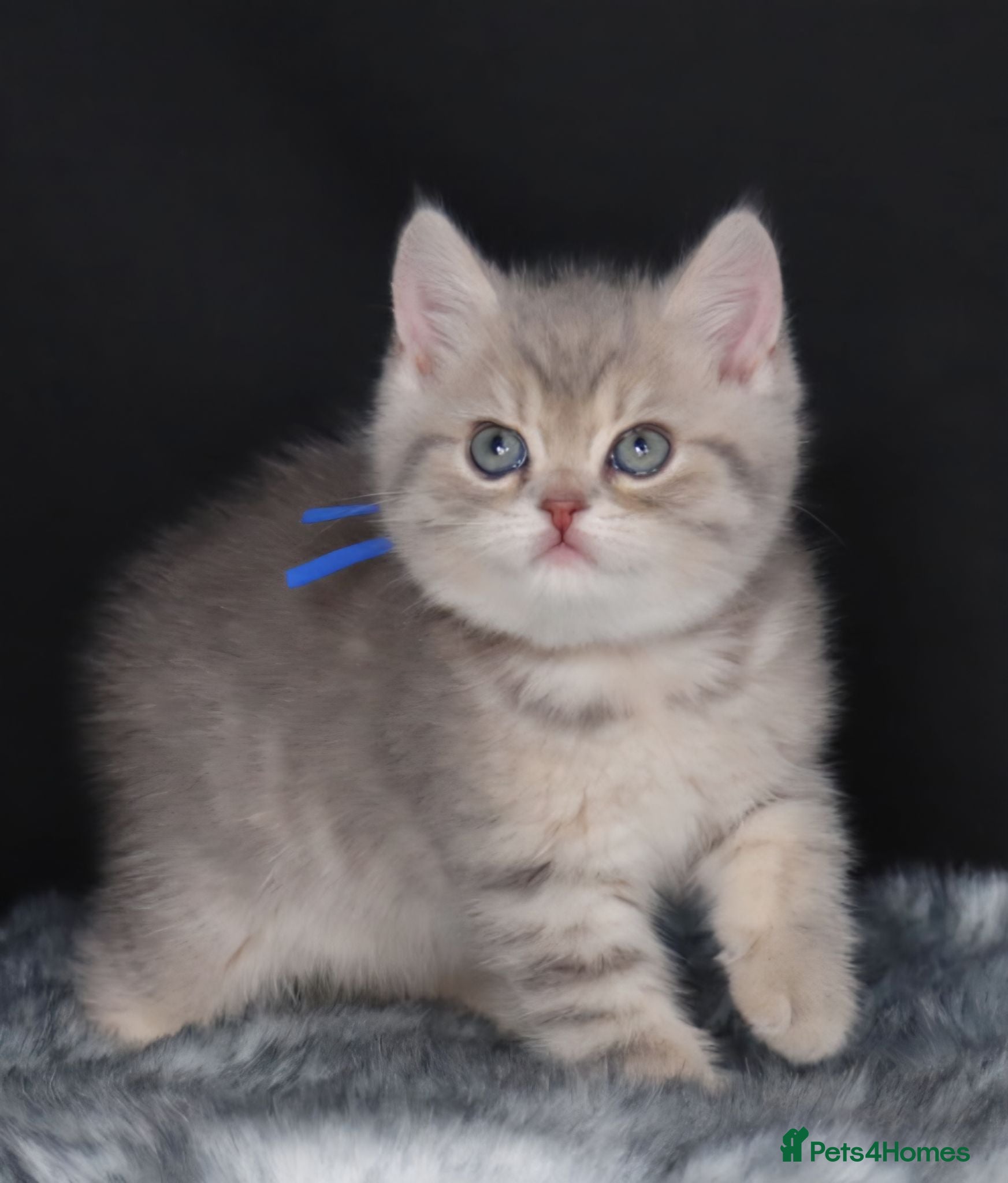 British Shorthair cats Last Registered Blue Golden British Shorthair boy - Advert 2