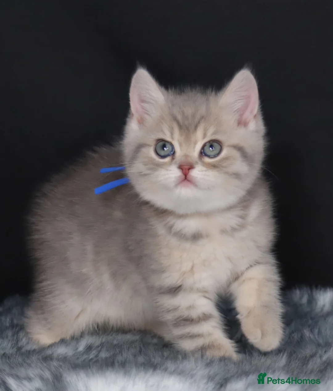British Shorthair cats for sale: Last Registered Blue Golden British Shorthair boy - Advert 2