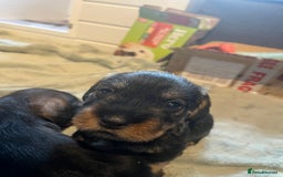 Dachshund dogs for sale: Kc Standard Wire Haired Dachshund Puppies - Image 16