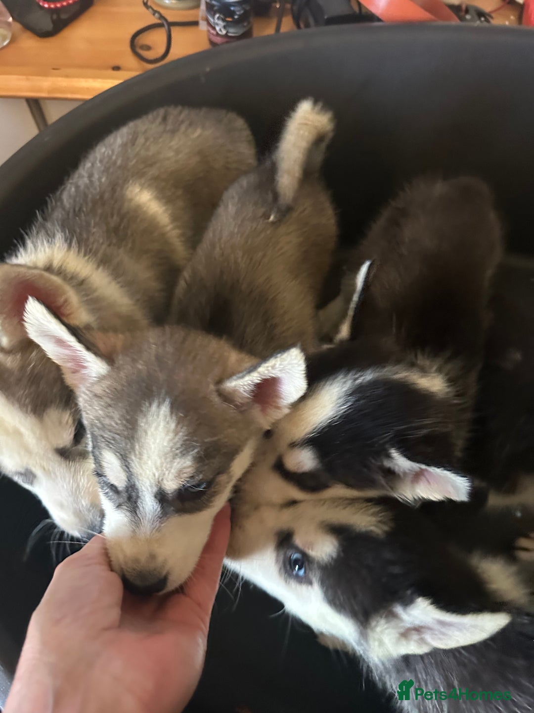 Siberian Husky dogs for sale: Five husky puppies for sale - Image 2