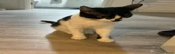Mixed Breed cats for sale: Oreo  - Advert 3
